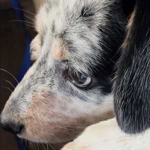 Meet your Posher, Silvia